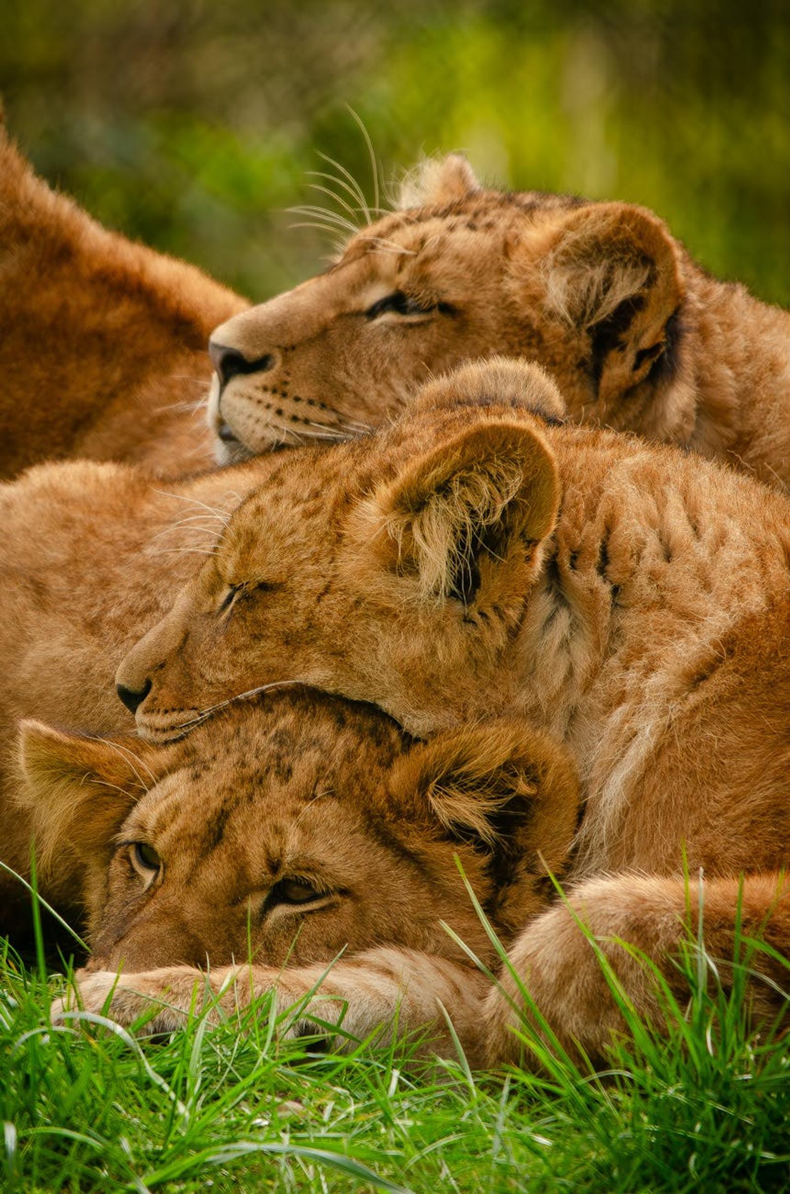 Three lionesses at dawn near Olare Mara, Maasai Mara