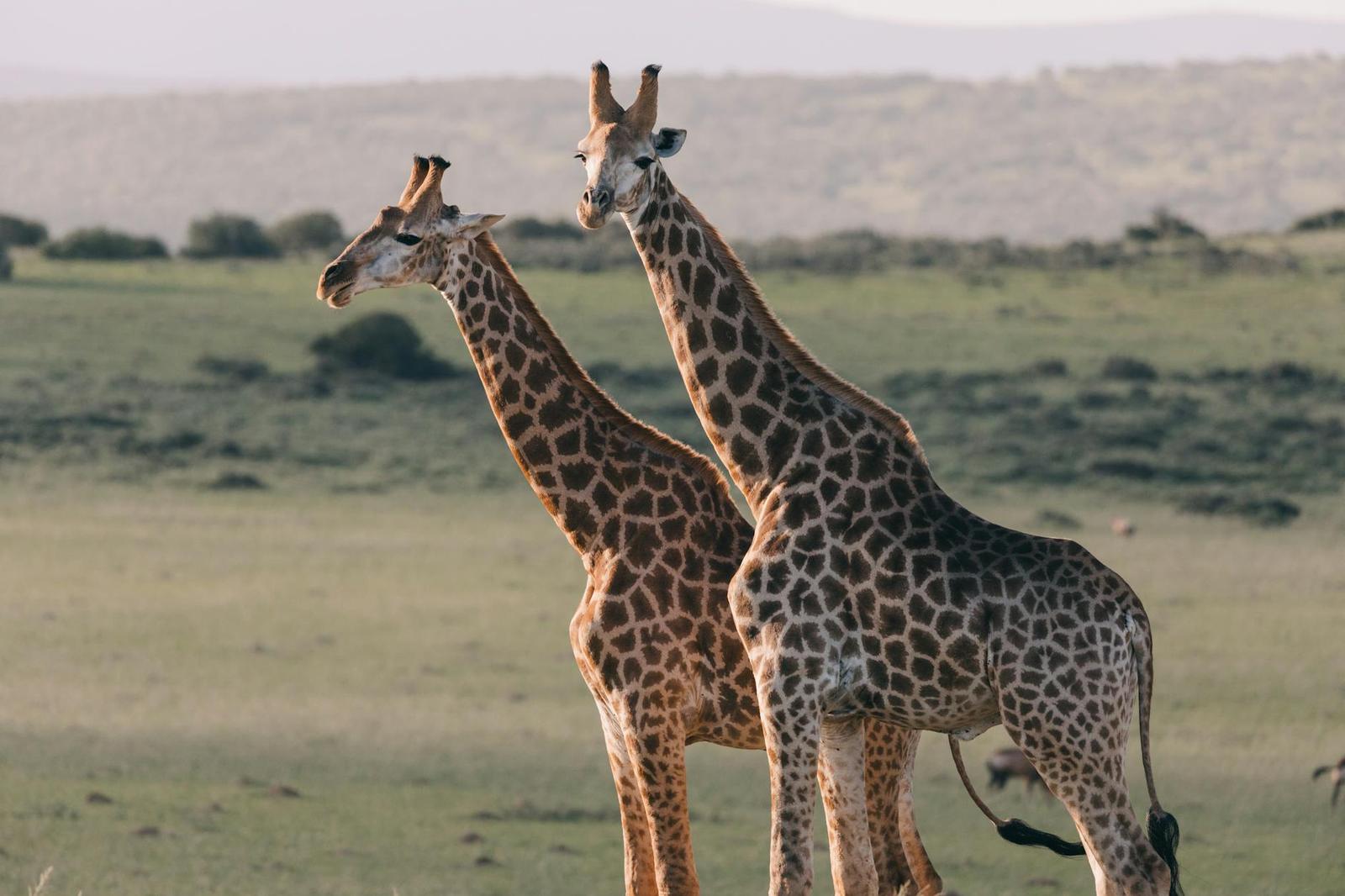 Masai Mara Game Drives, Kenya + Tanzania