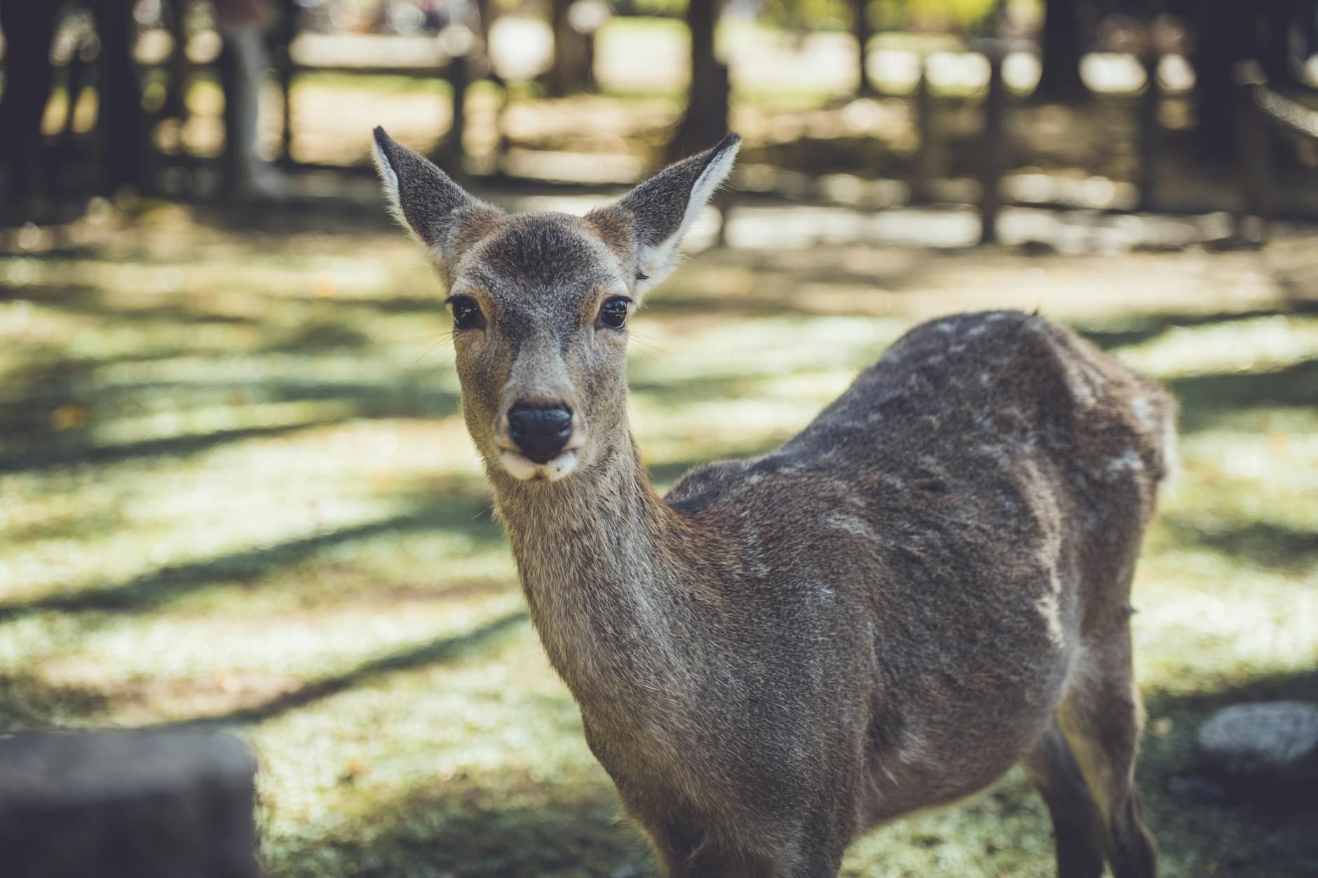 Nara Deer Park, Japan