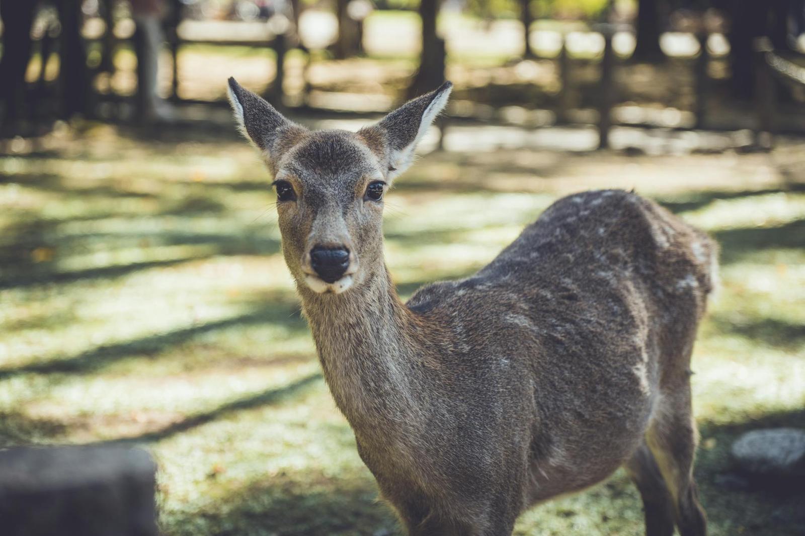 Nara Deer Park, Japan