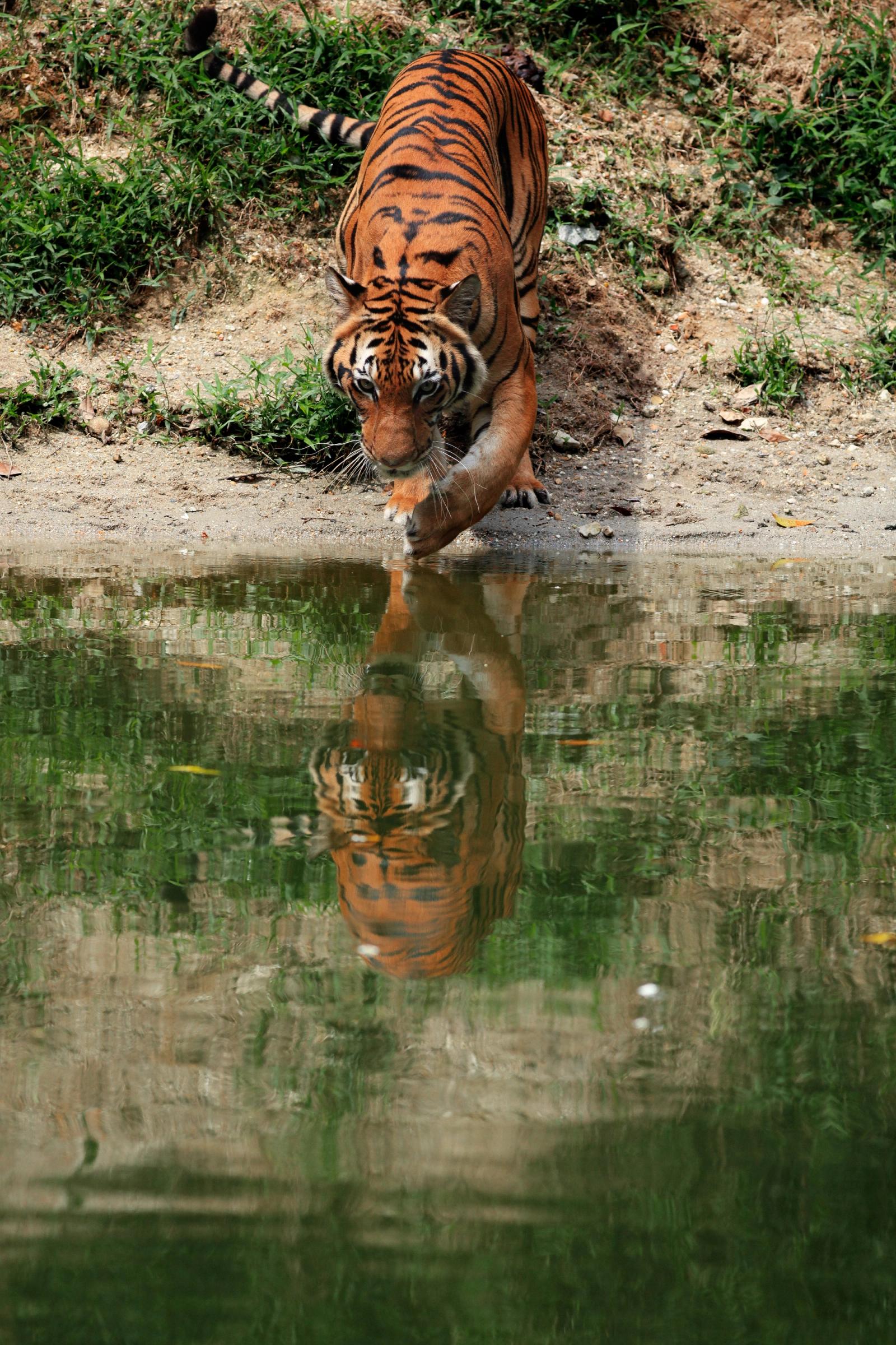 Sundarbans Wildlife & Sacred Riverfront Excursions
