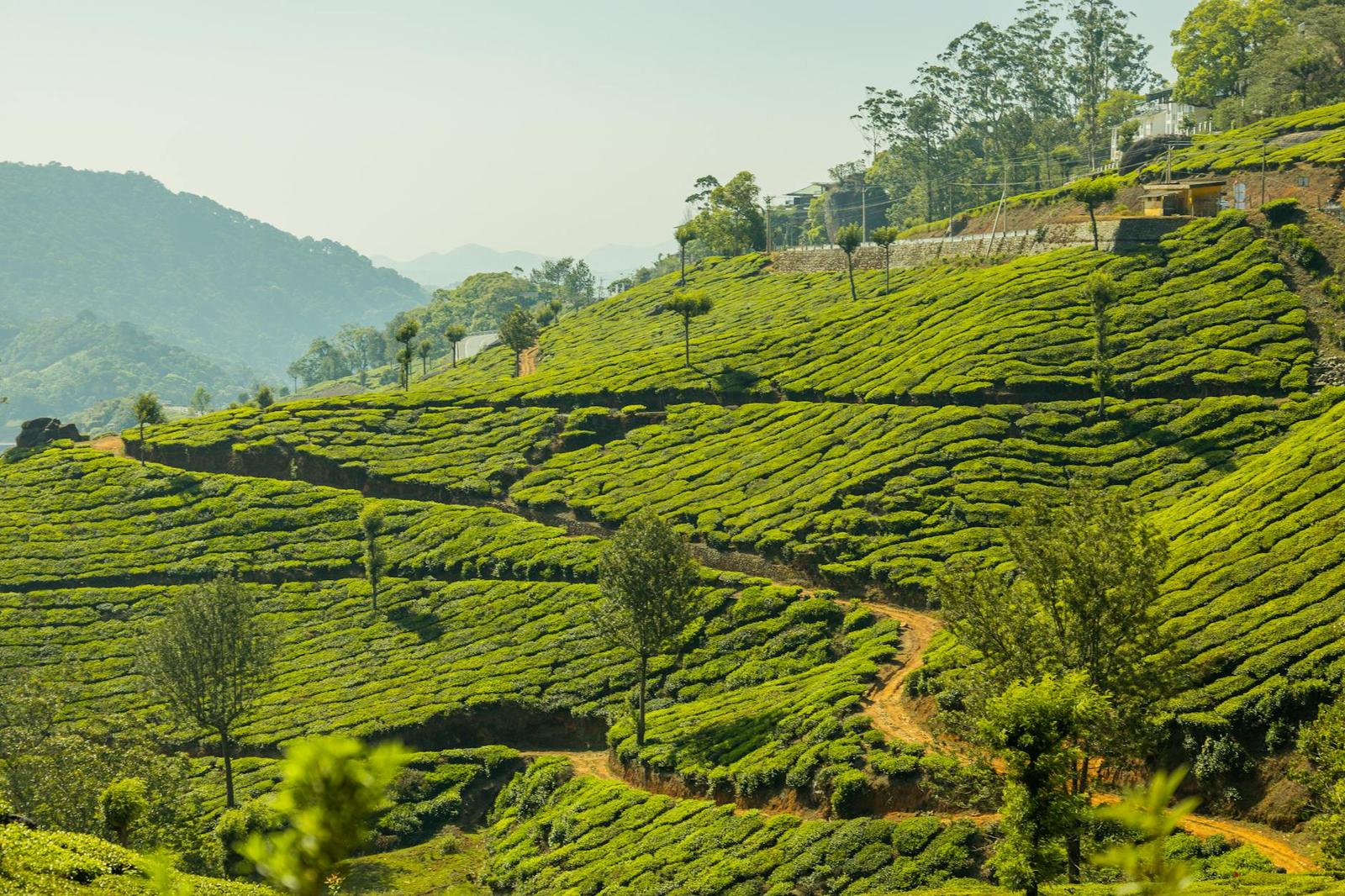 Munnar Tea Gardens Winter — Kerala, India
