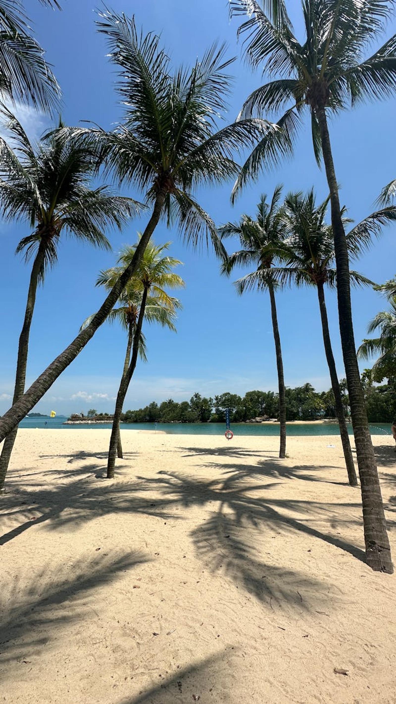 Palm trees casting shadows on a white sand beach