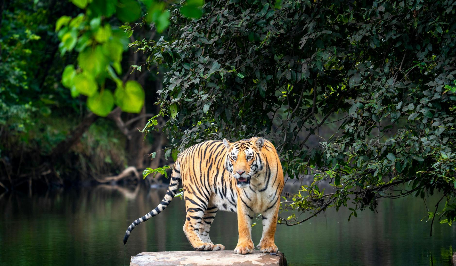 Panna safari — Khajuraho, India