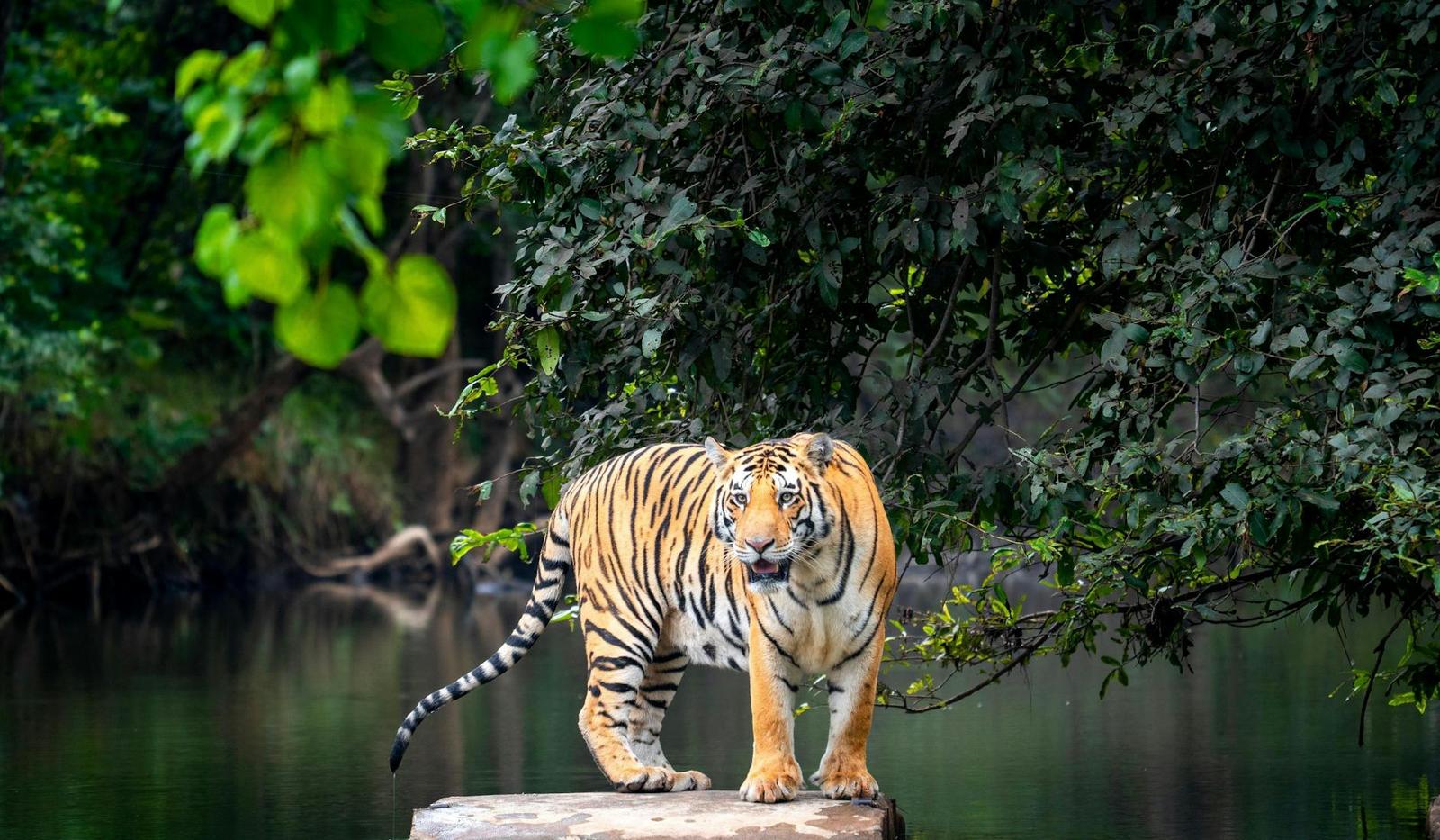 Panna safari — Khajuraho, India