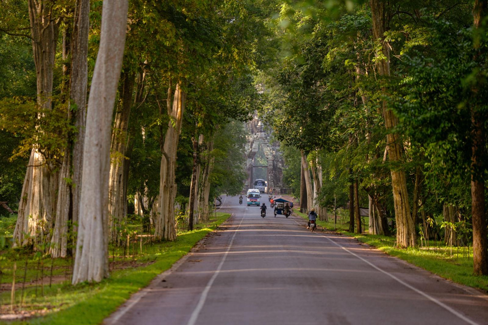 Scenic view of a road lined with tall trees leading to Angkor Wat in Siem Reap, Cambodia