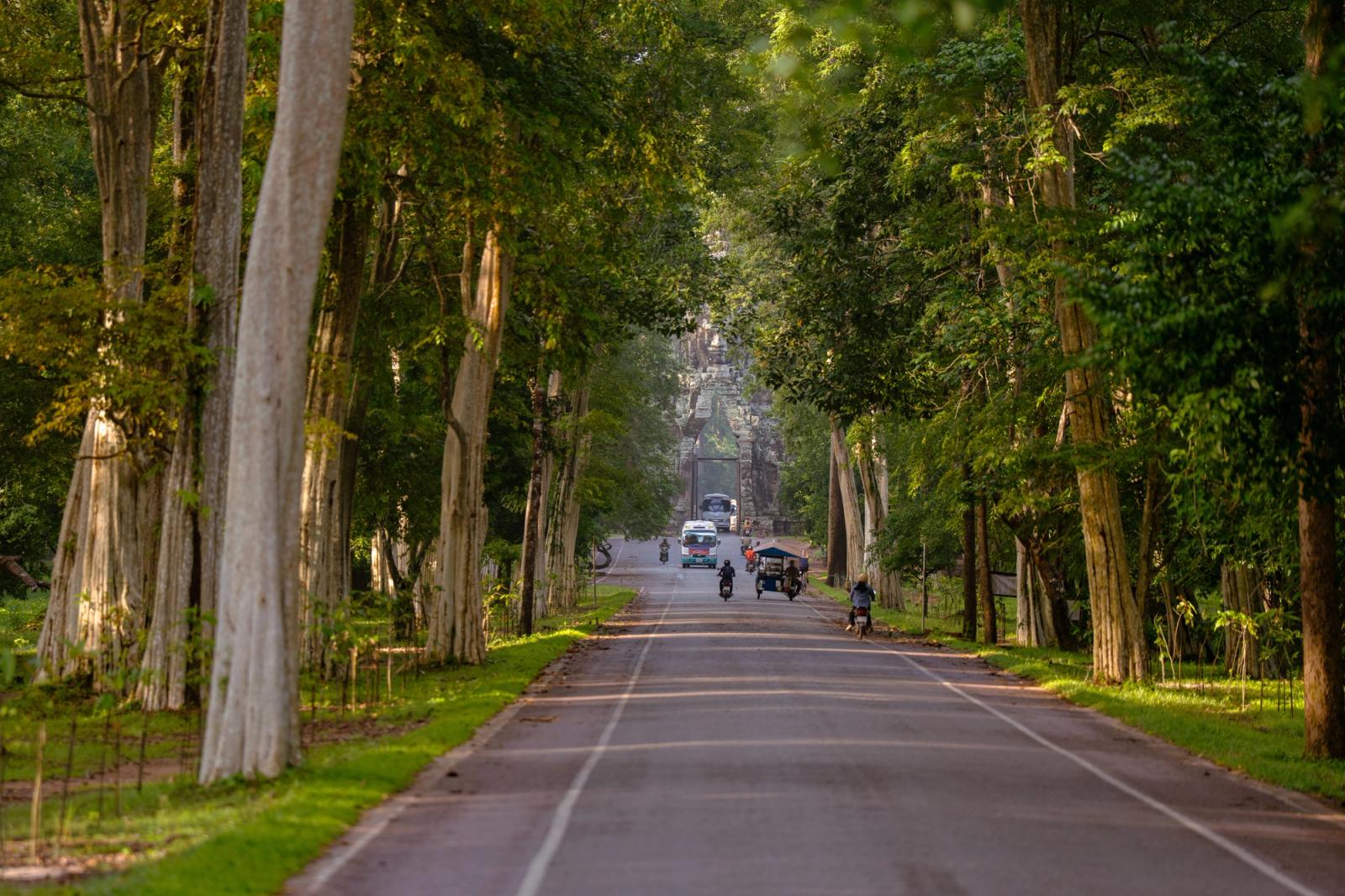 Scenic view of a road lined with tall trees leading to Angkor Wat in Siem Reap, Cambodia
