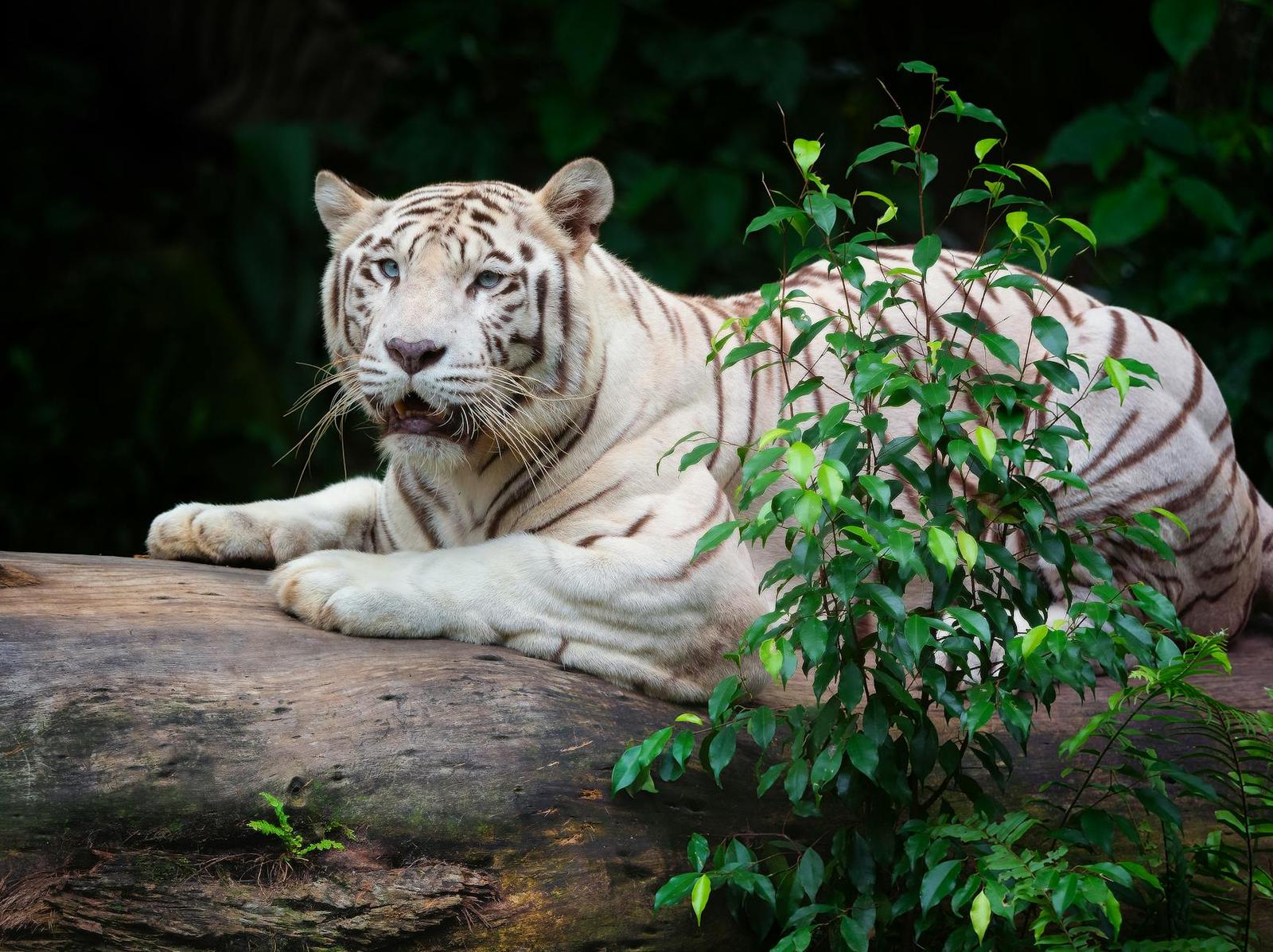A white tiger resting on a log partly hidden behind green foliage