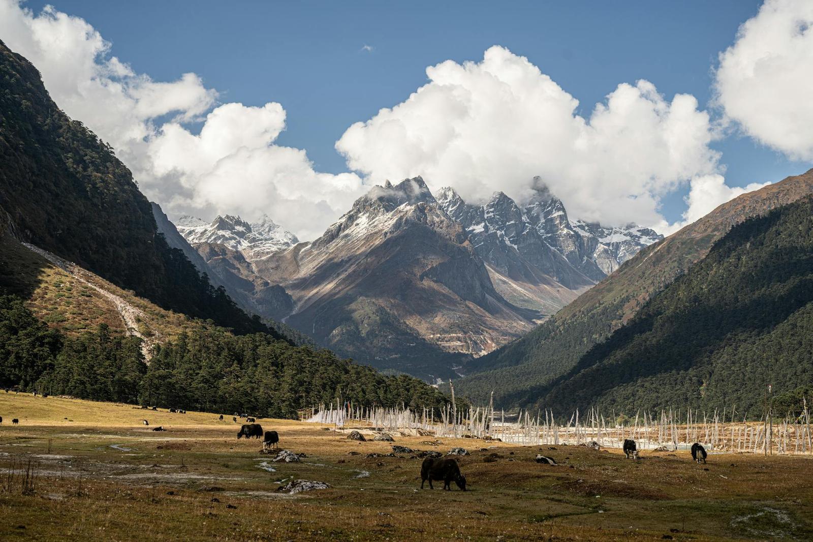 Yumthang valley — North Sikkim, India
