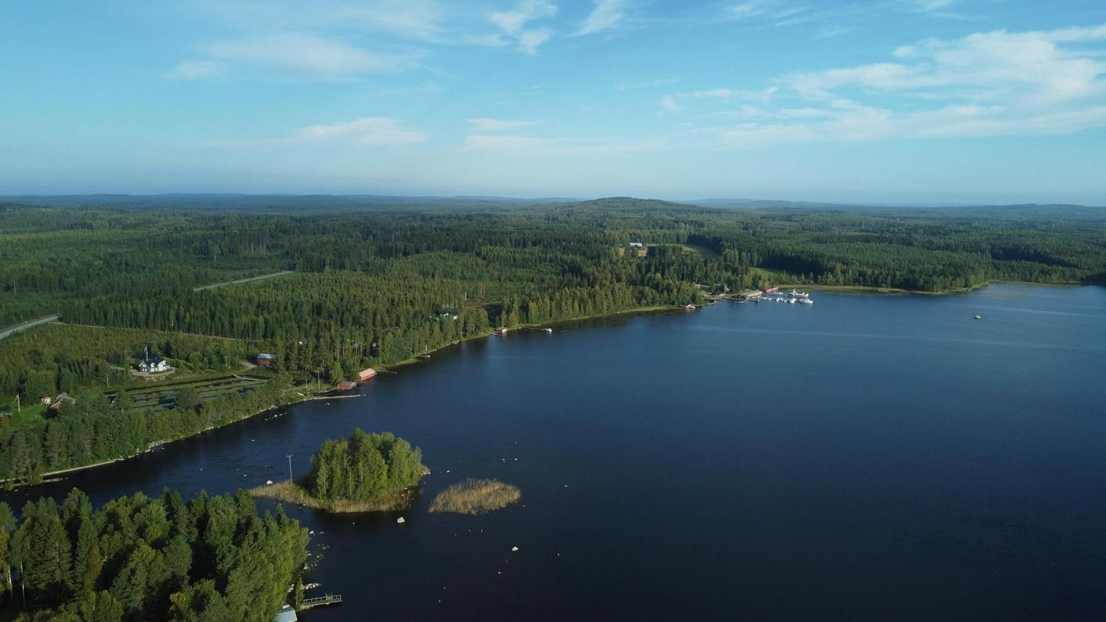 Aerial view of a forested lake shoreline in summer