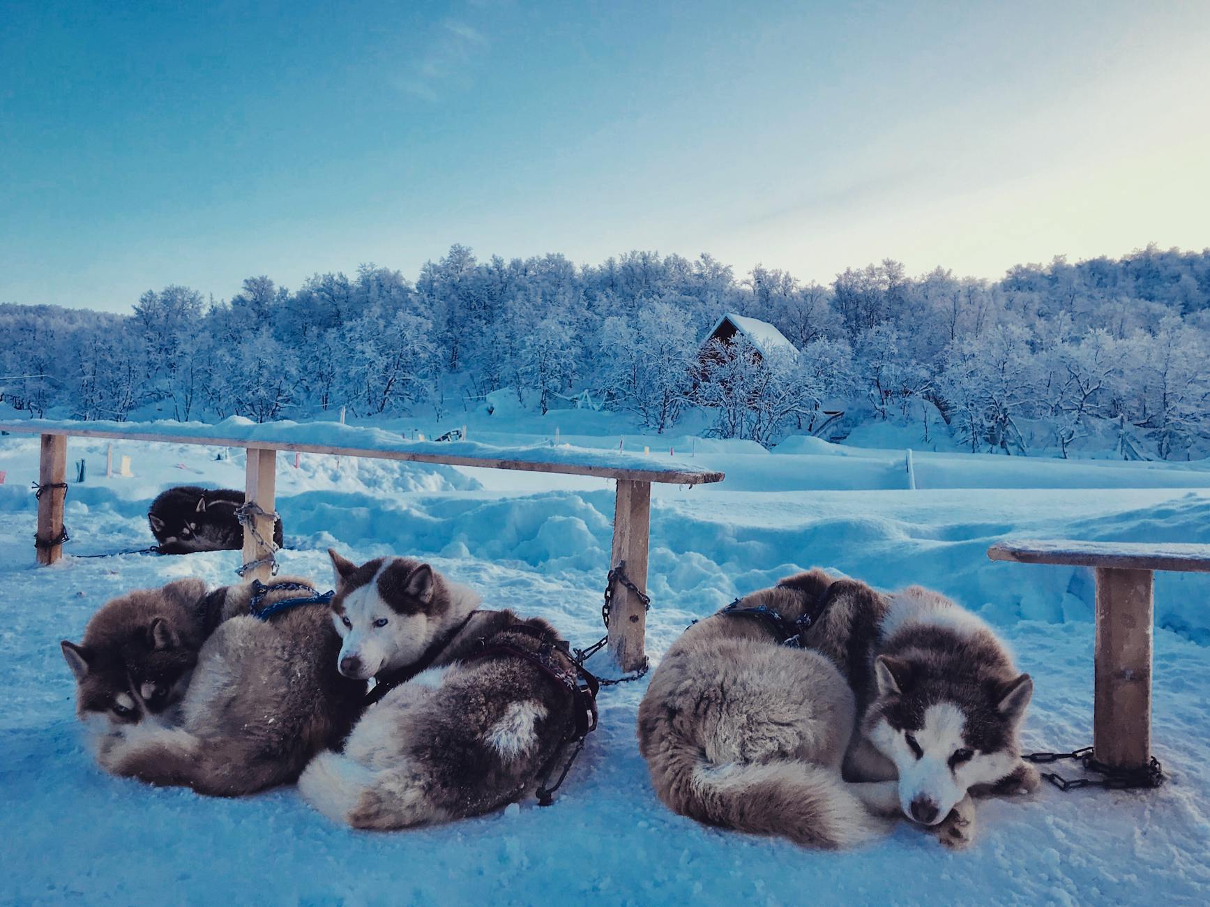 Saami Village + Husky Park With Dog Sledding + Aurora Hunting on day 5, Russia