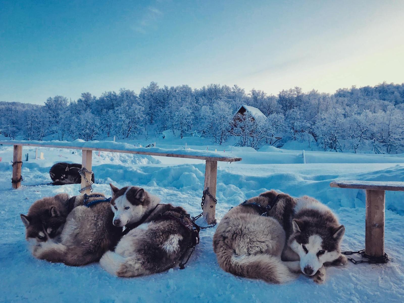 Saami Village + Husky Park With Dog Sledding + Aurora Hunting on day 5, Russia