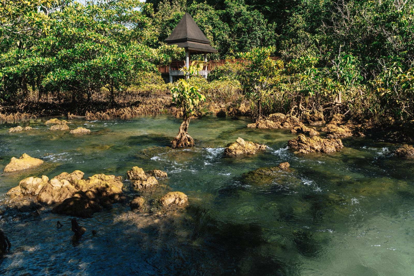 Peaceful mangrove stream flowing through lush greenery in Krabi, Thailand