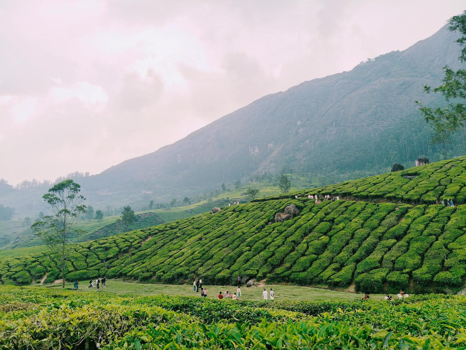 Workers scattered across a hillside tea plantation below misty peaks