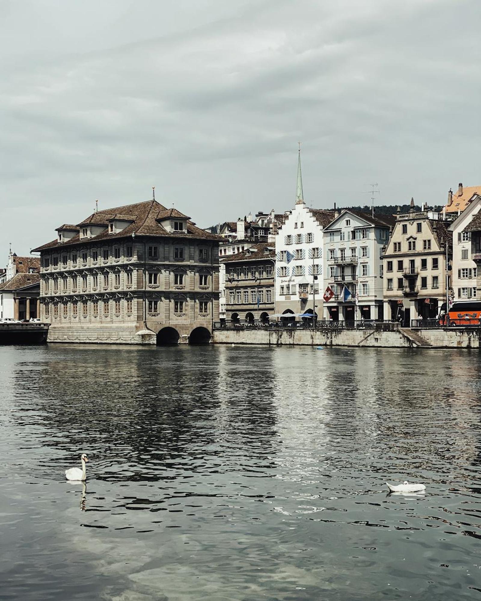 Two swans gliding on a calm river beside a grand stone building