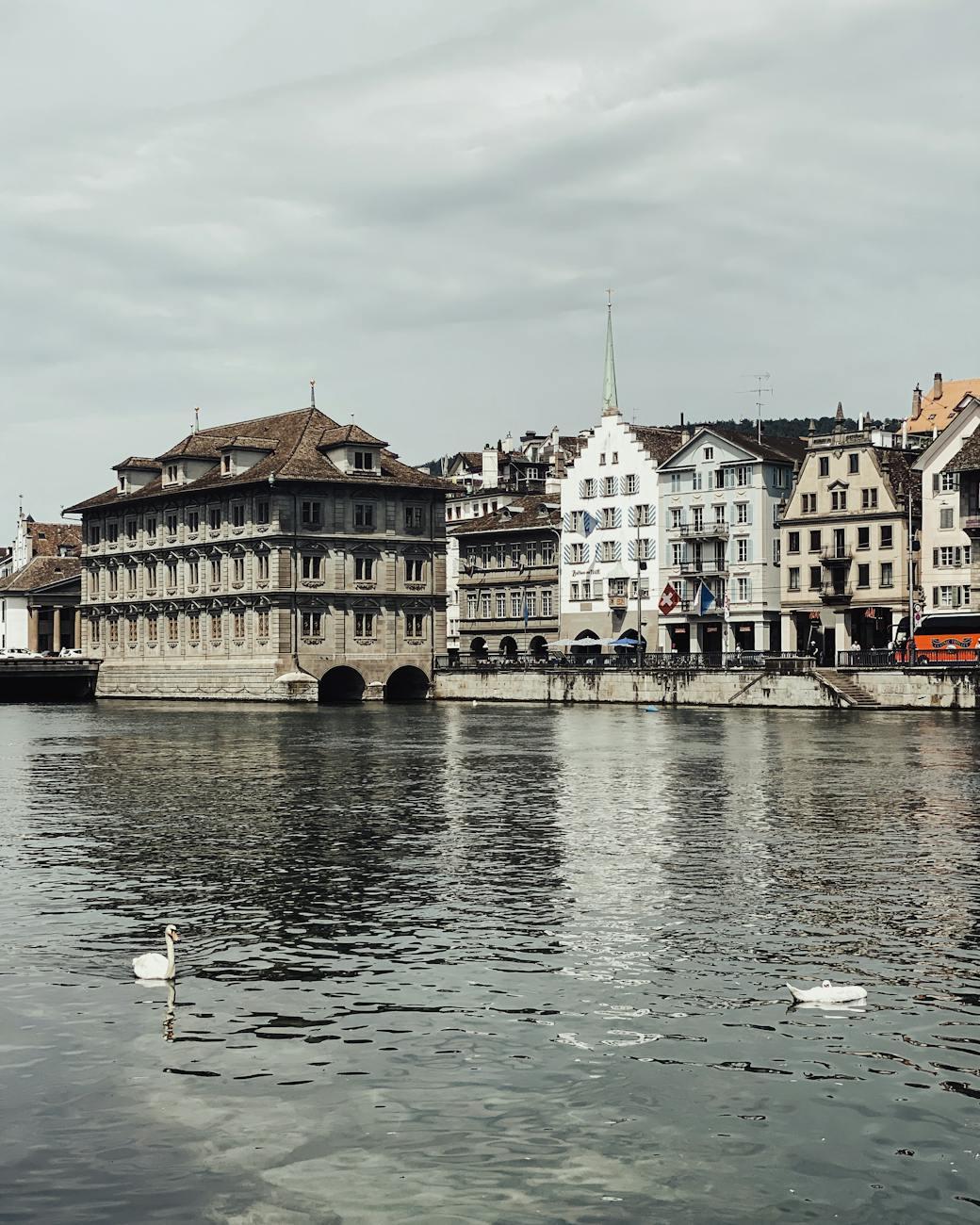 Two swans gliding on a calm river beside a grand stone building