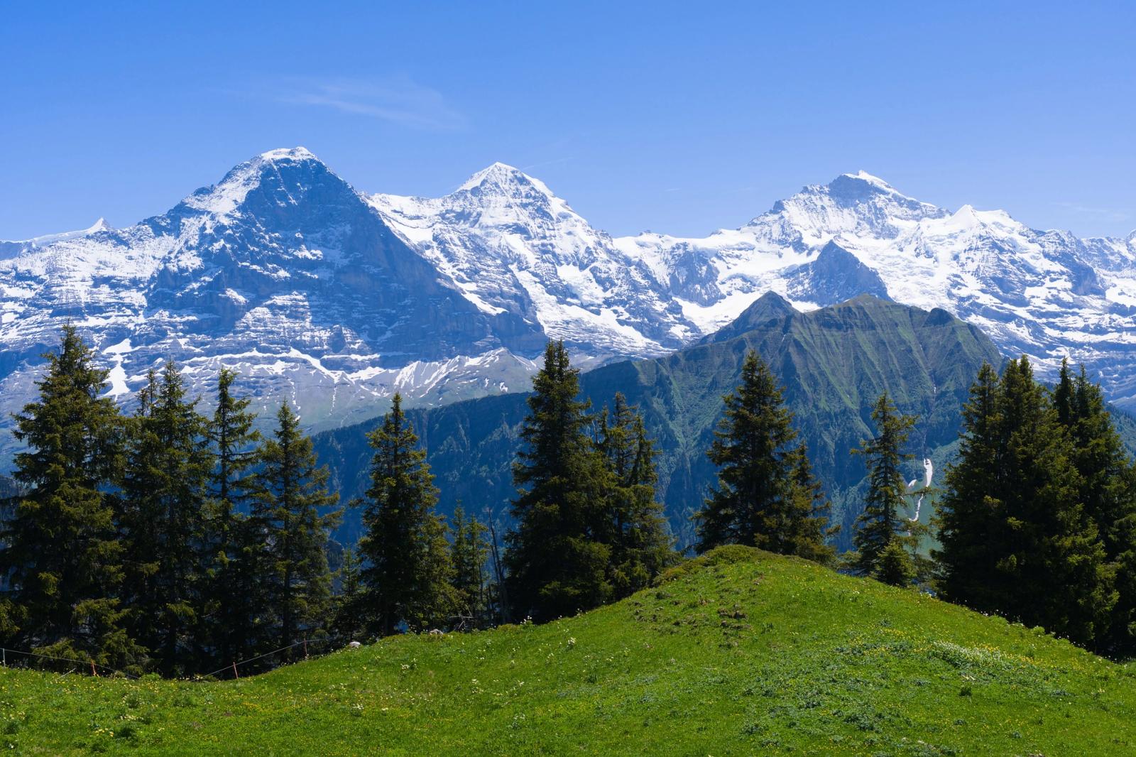 Snow-capped alpine peaks rising above a green pine-dotted meadow