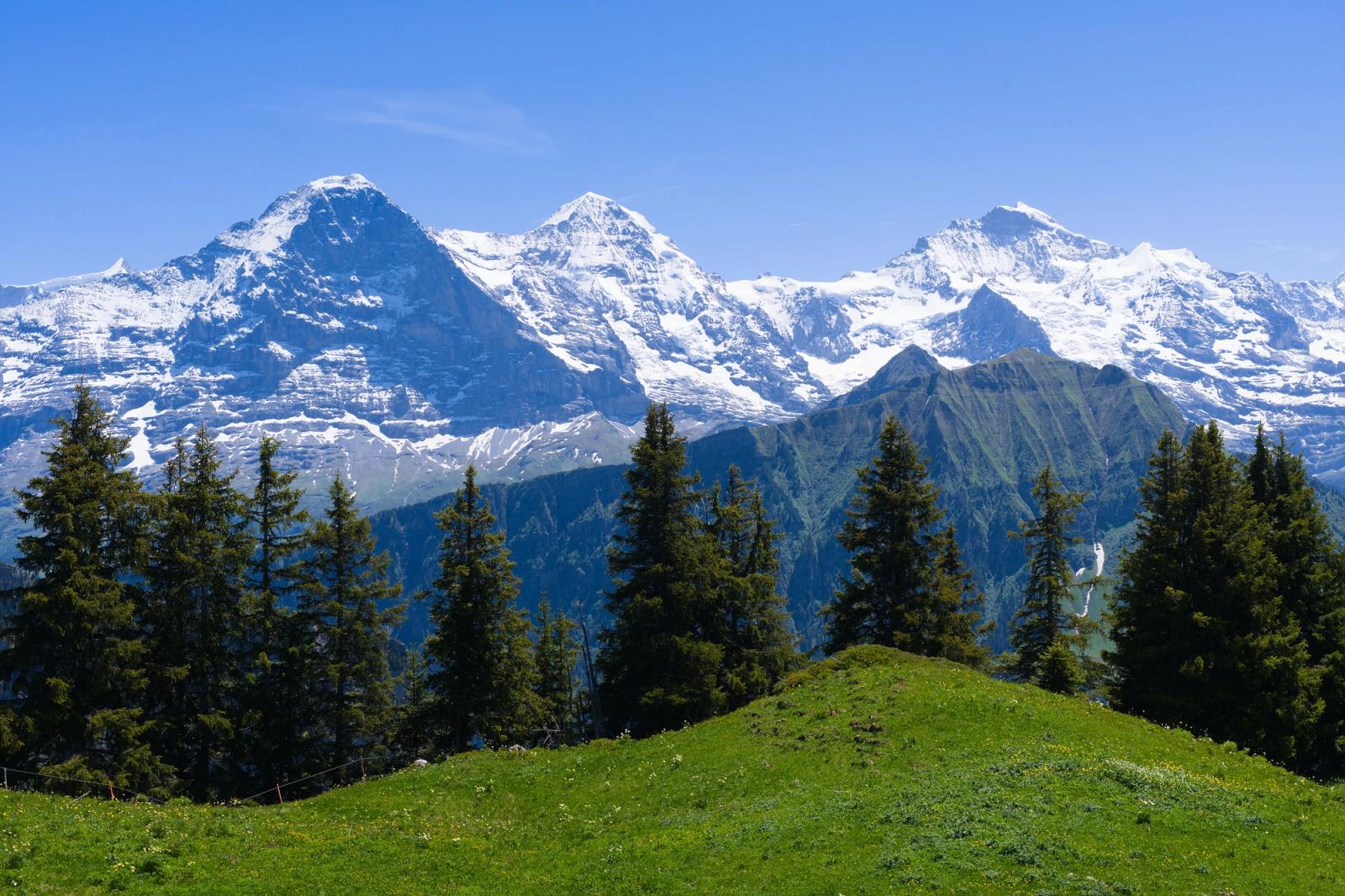 Snow-capped alpine peaks rising above a green pine-dotted meadow