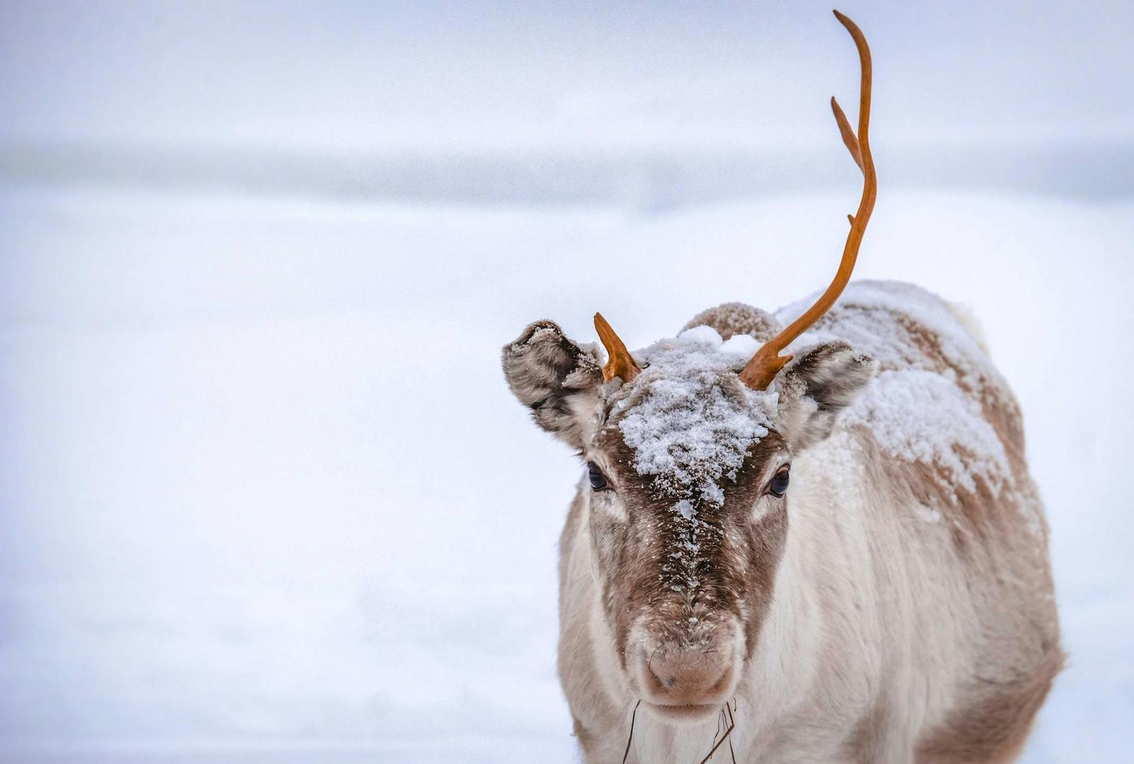 Reindeer — Inari, Finland