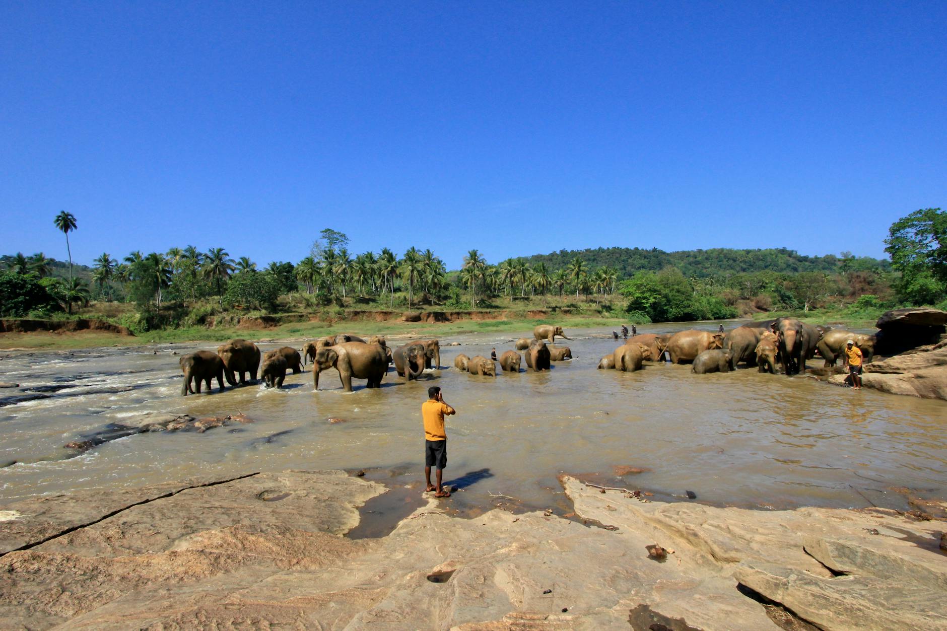 Pinnawala Elephant Orphanage, Sri Lanka