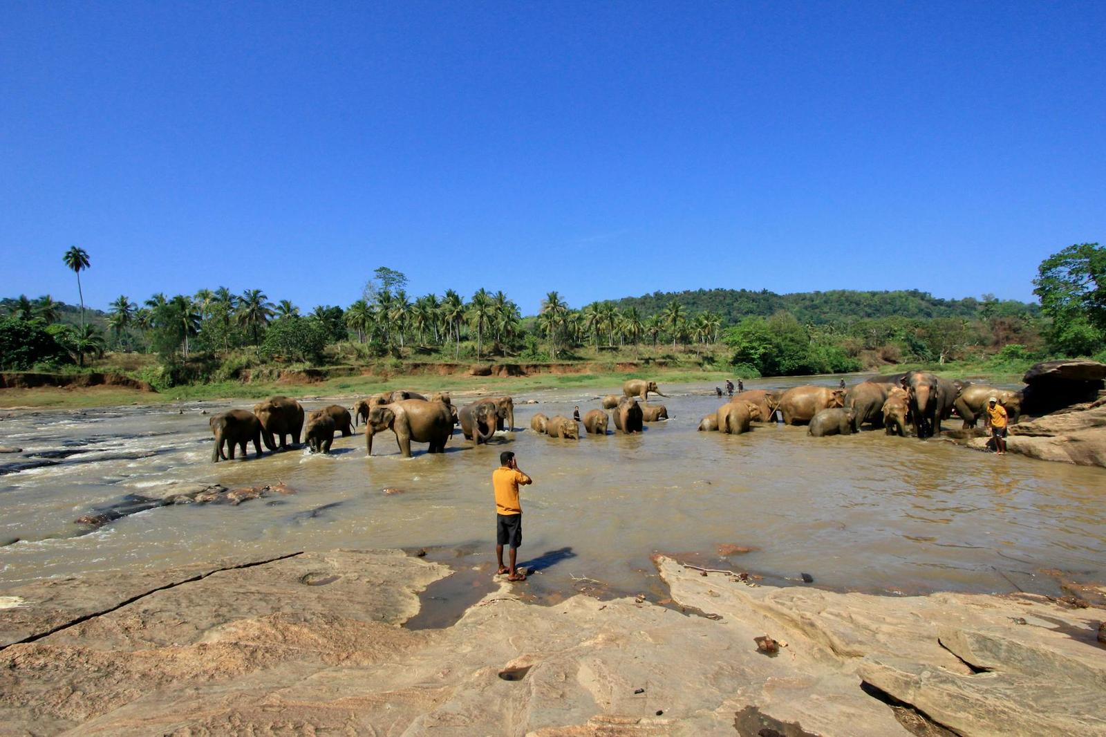 A herd of elephants wading in a wide river as a man watches from the bank