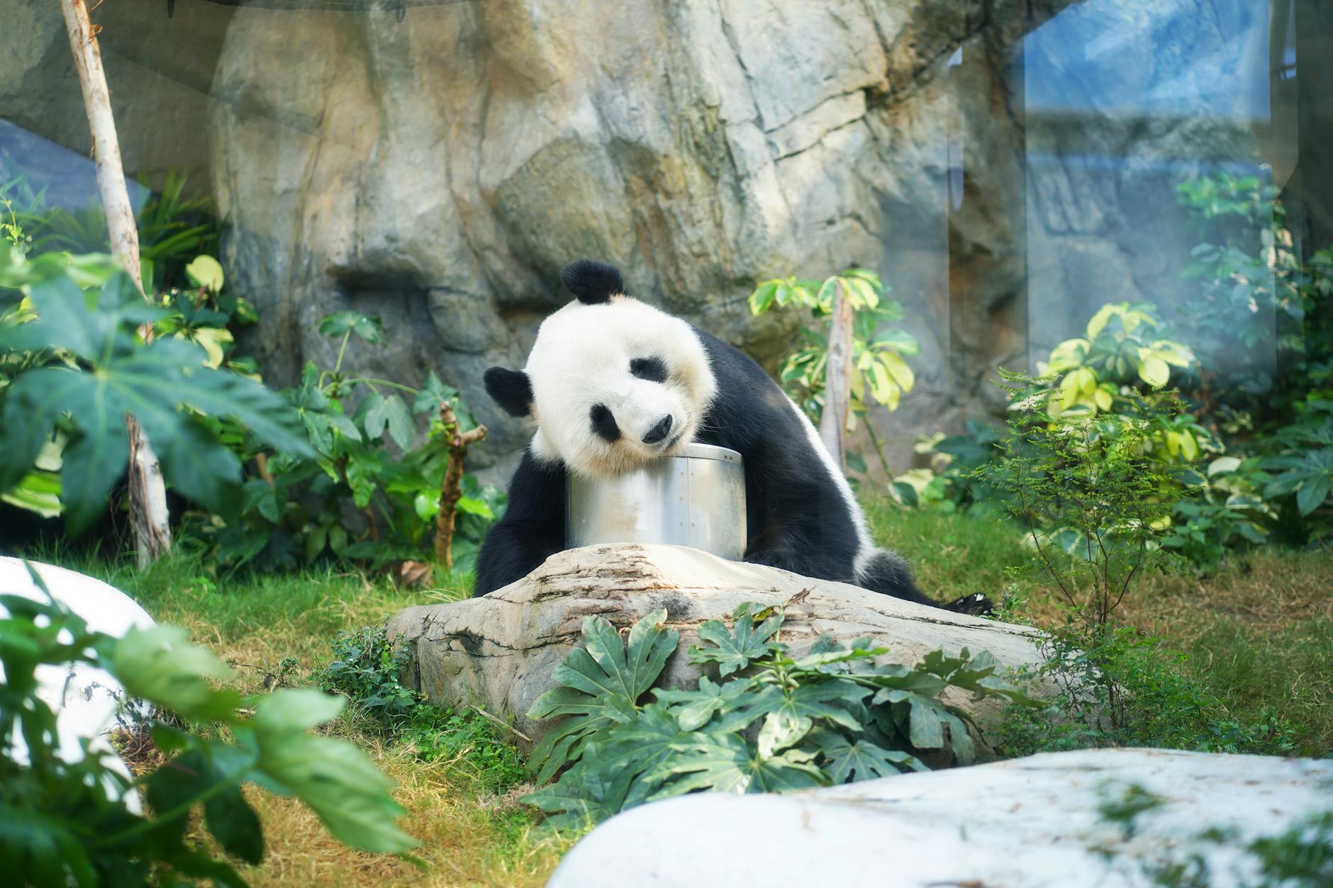 Pandas — Hong Kong