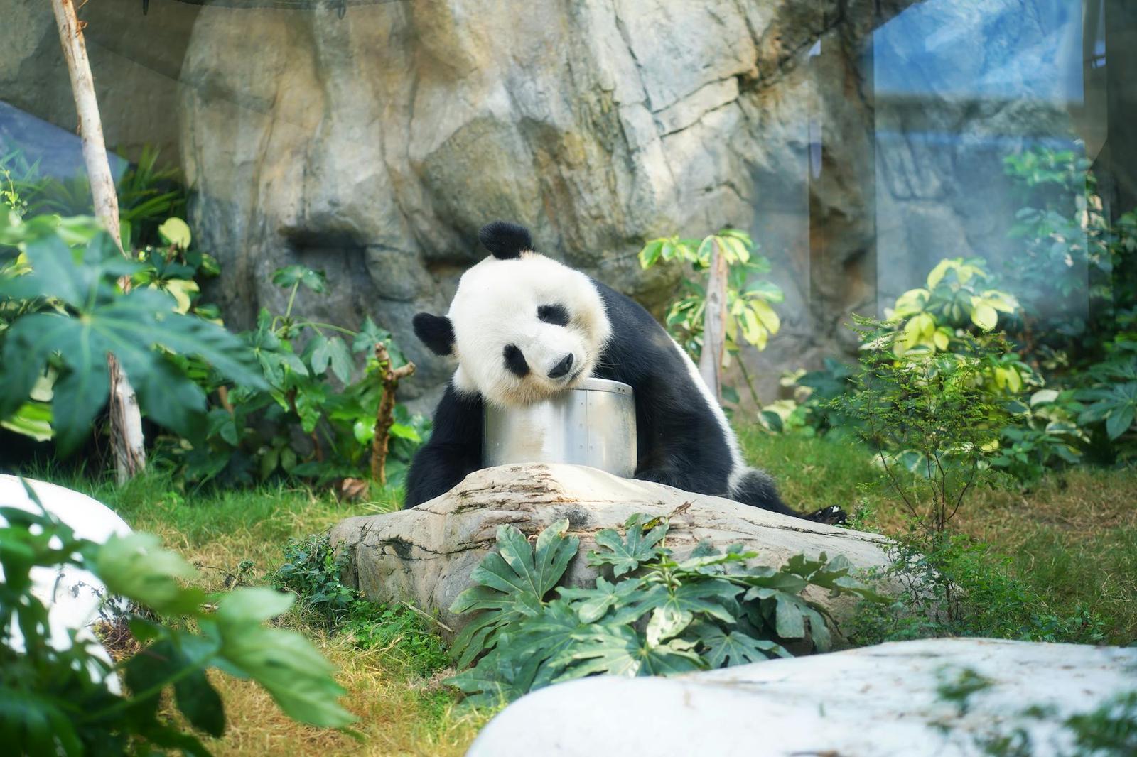 Giant panda eating from a metal feeder among rocks and greenery