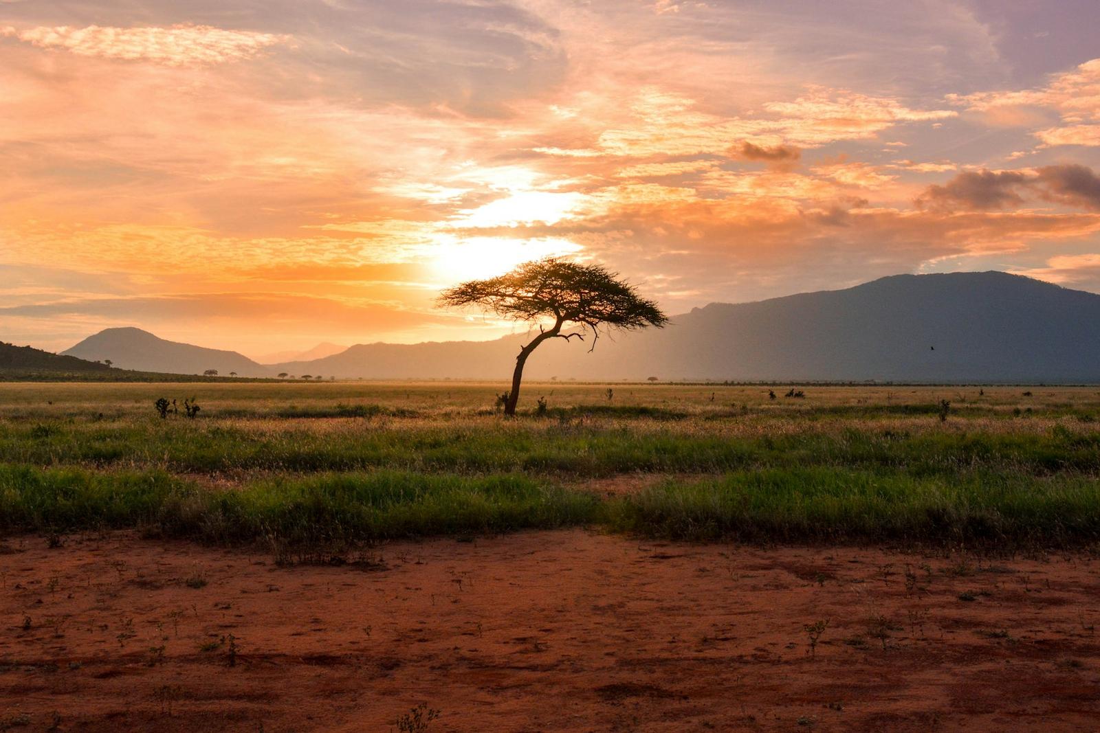 Acacia-dotted Serengeti plains stretching to the horizon at sunset