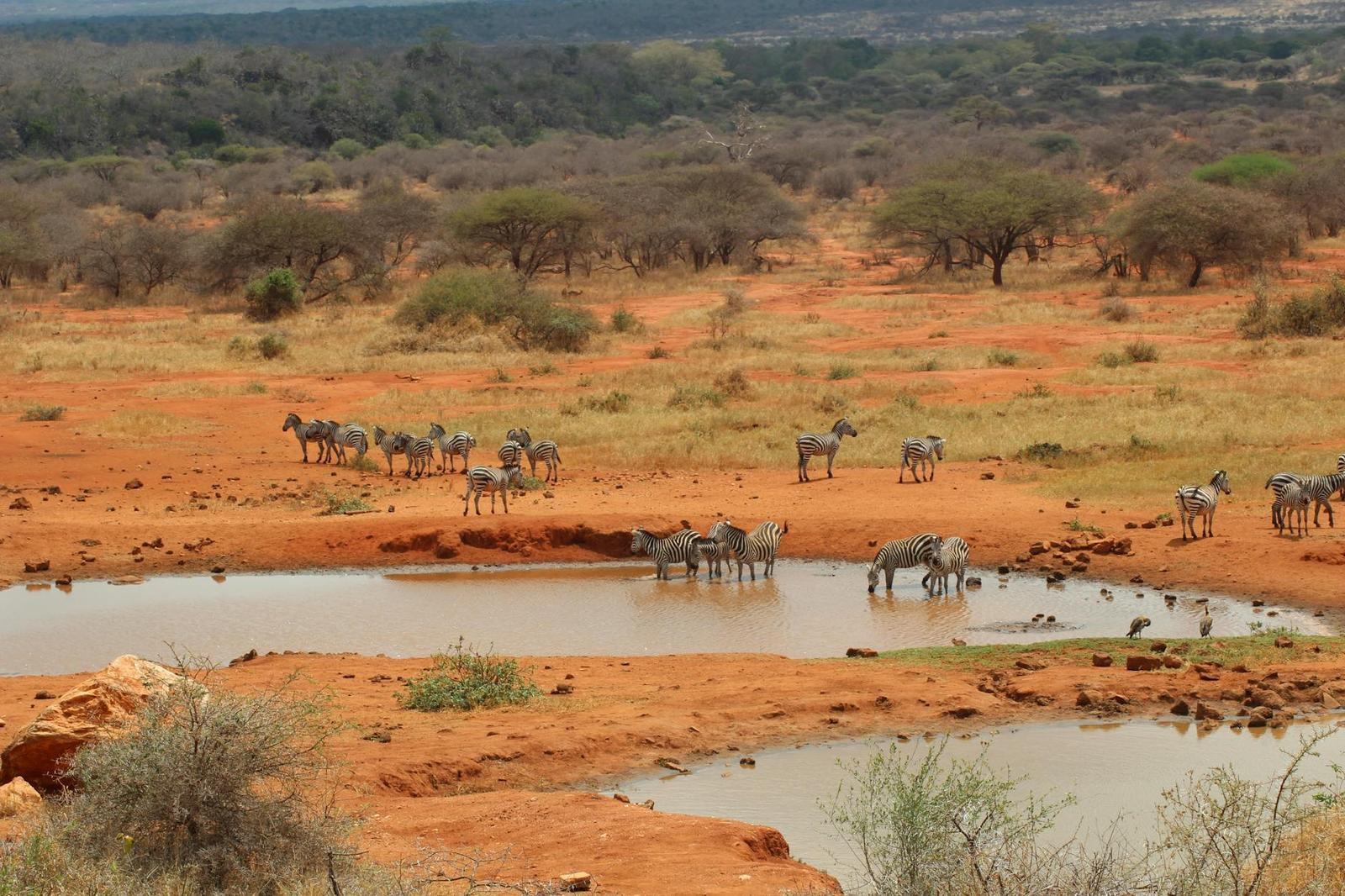 Ark Lodge Waterhole Viewing, Kenya