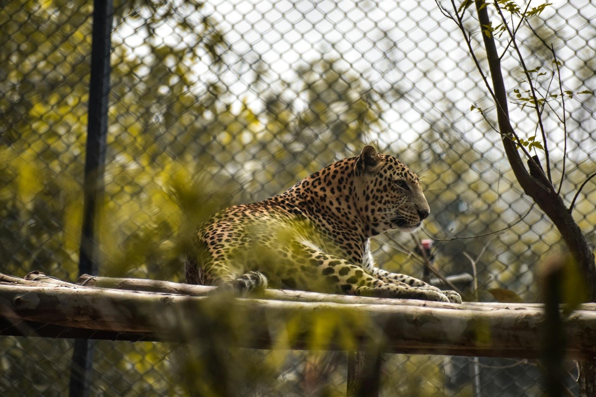 A leopard resting on a wooden platform behind a wire fence