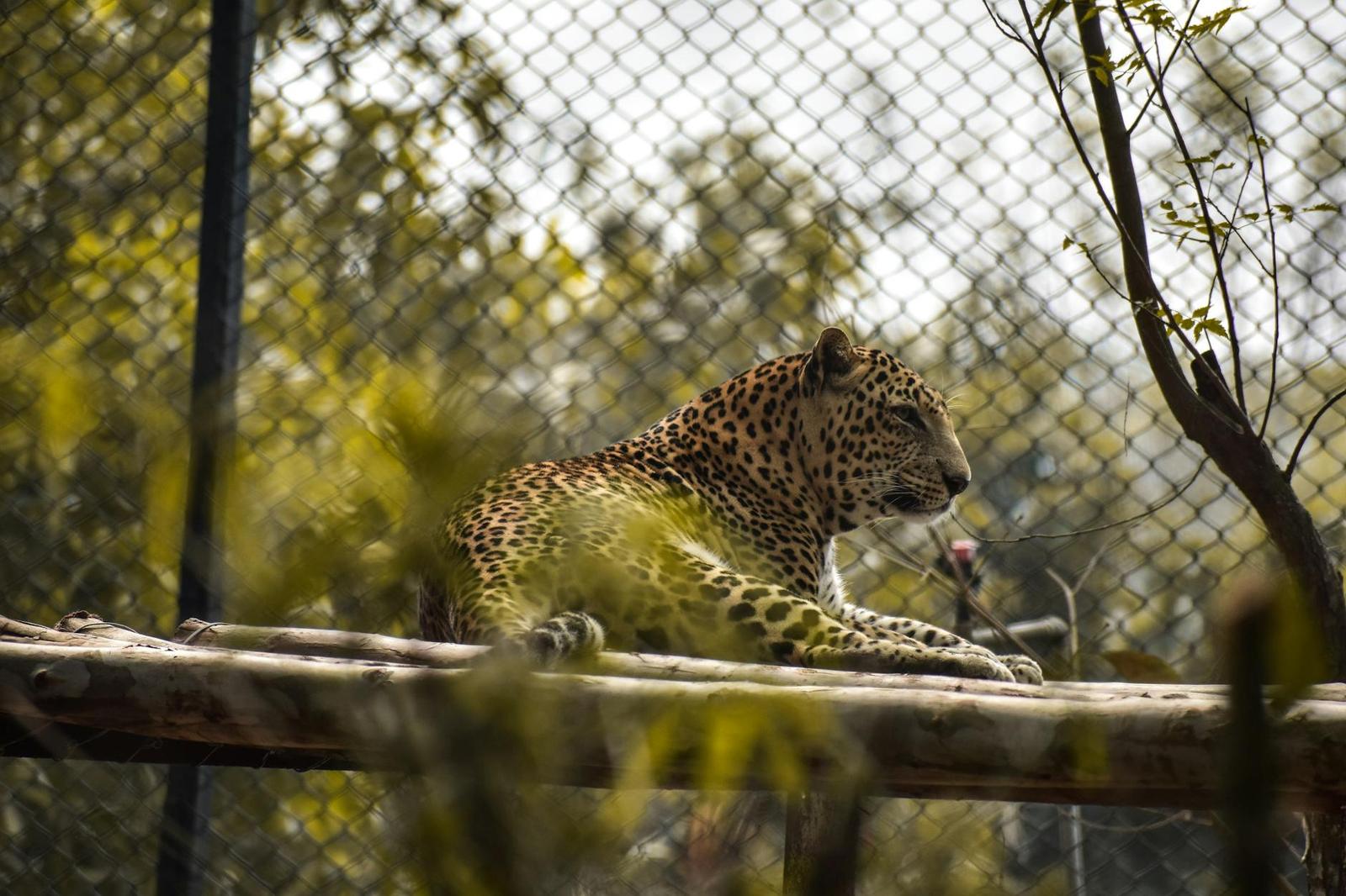 A leopard resting on a wooden platform behind a wire fence