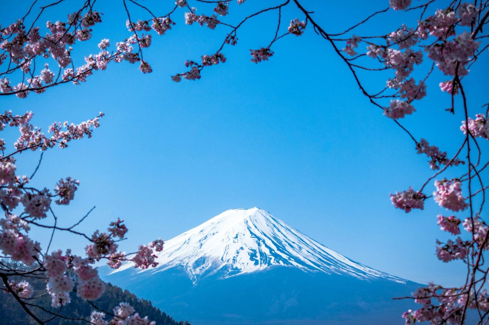 Mount Fuji behind a pagoda and cherry blossom.