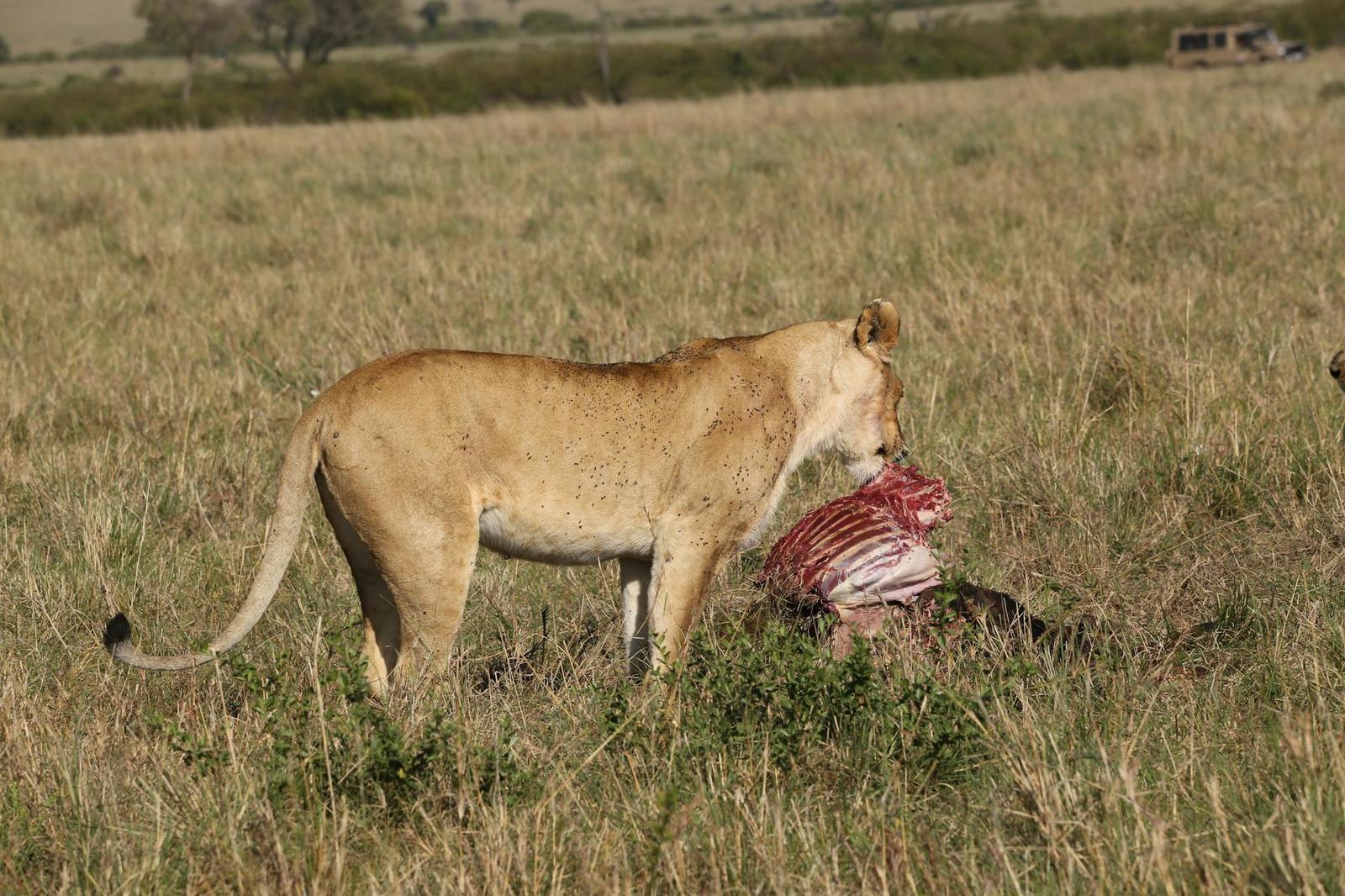 A lioness feeding on a carcass in dry savanna grass