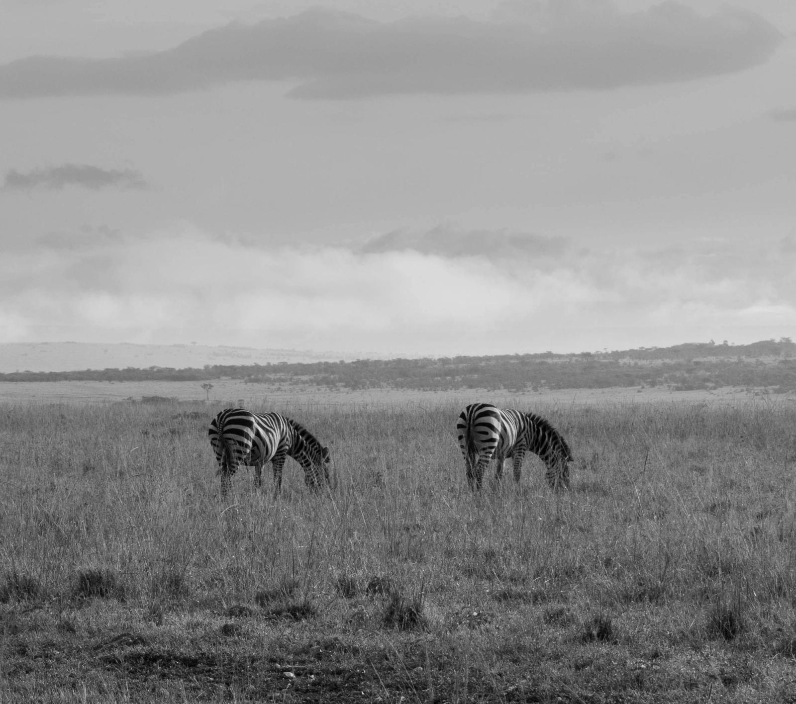 Monochrome image of zebras grazing in a savanna landscape