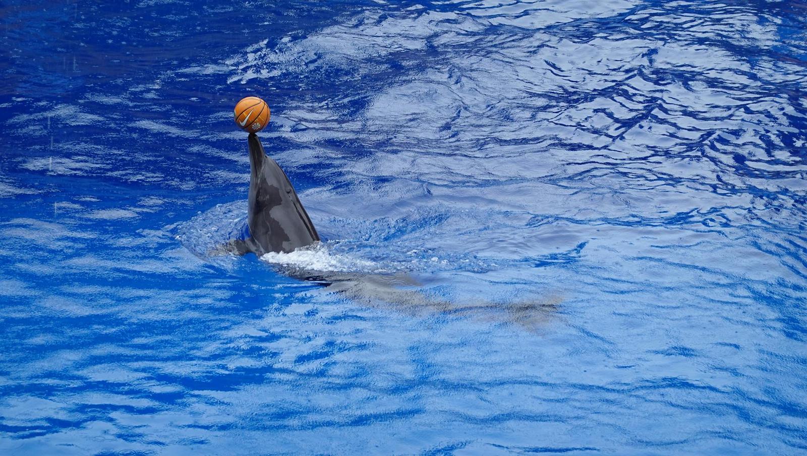 Dolphinarium Pattaya — Thailand