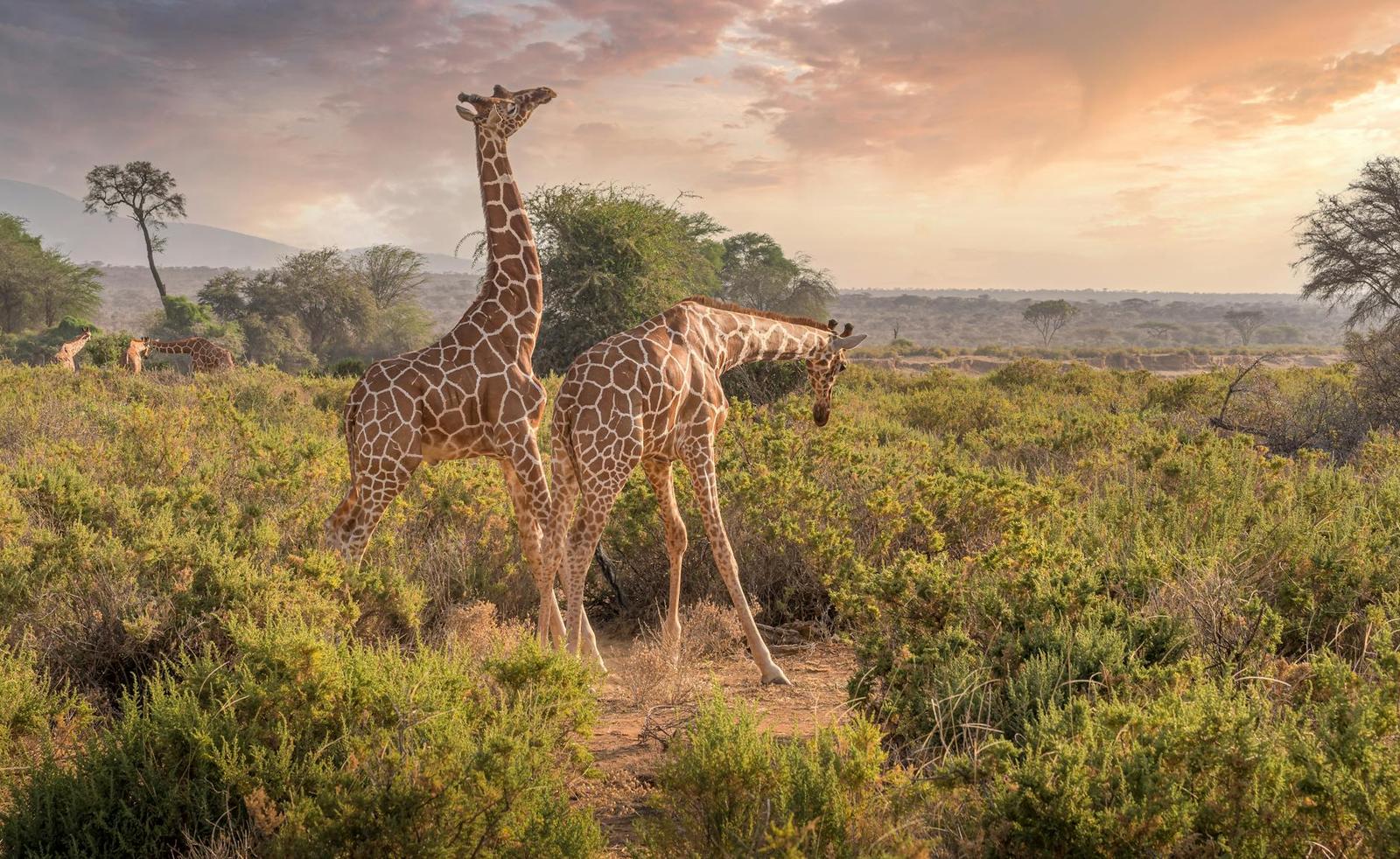 Two giraffes in the Samburu landscape at sunset, displaying their elegance