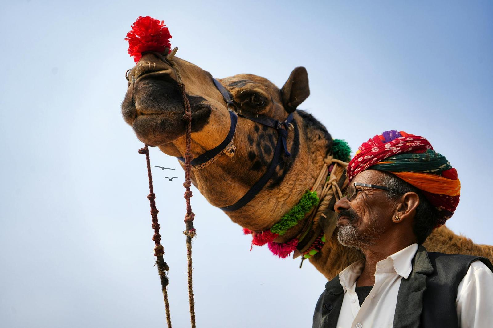 A vibrant scene of a cameleer with a decorated camel at the Pushkar Fair in India
