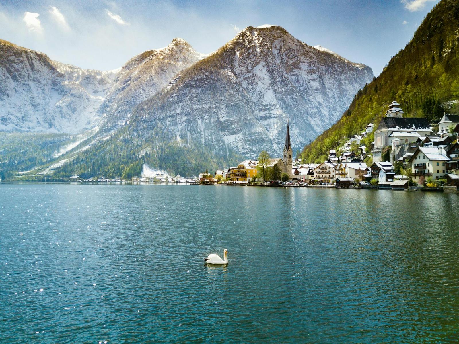 Scenic view of a swan on Hallstätter See with the historic town of Hallstatt and the snow-capped Alps