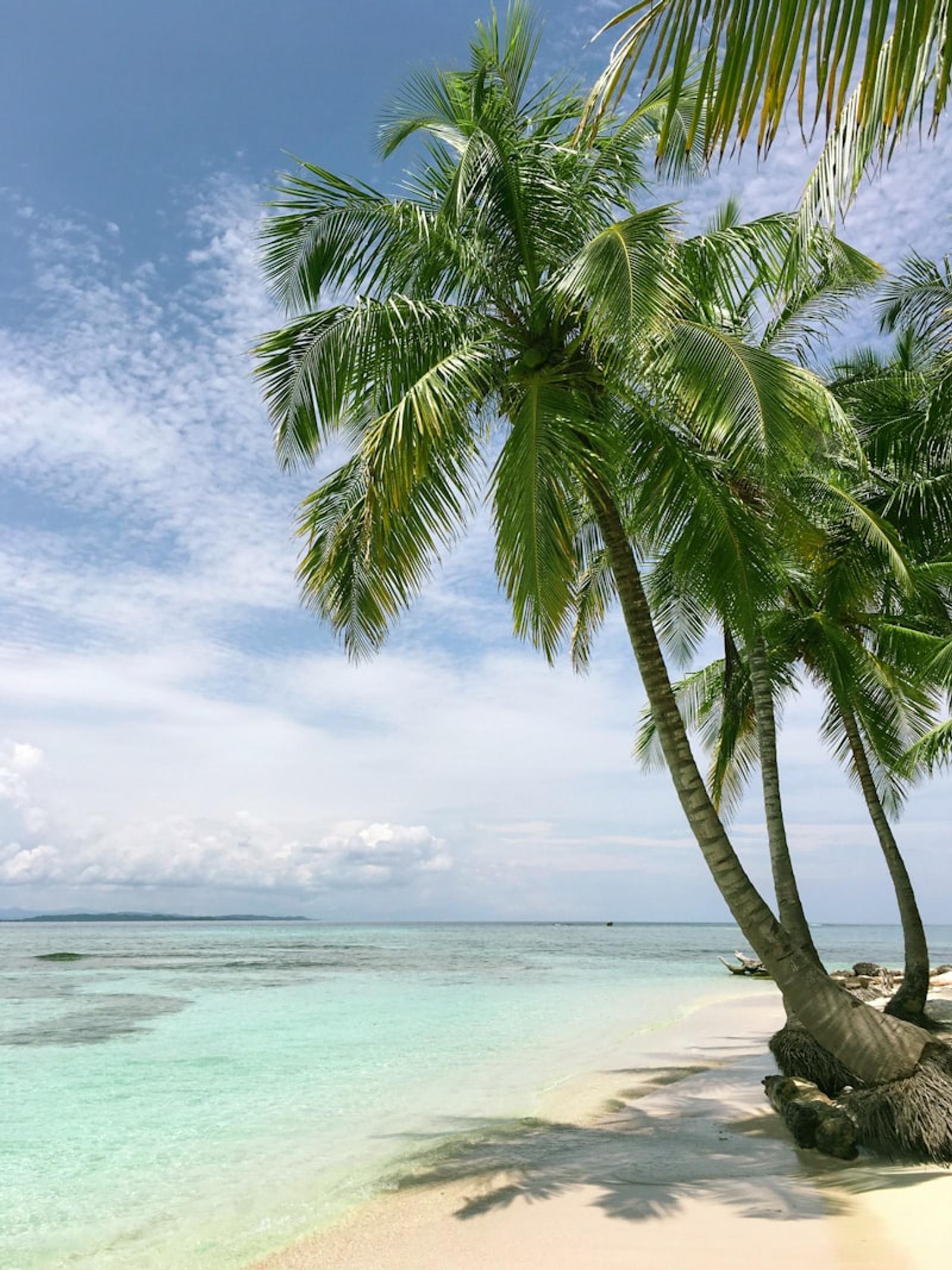 Palm trees over a turquoise beach