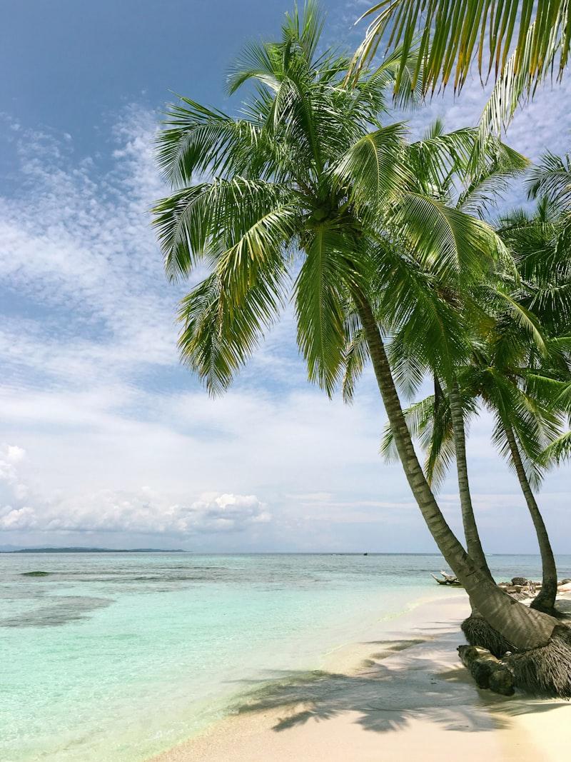 Palm trees over a turquoise beach
