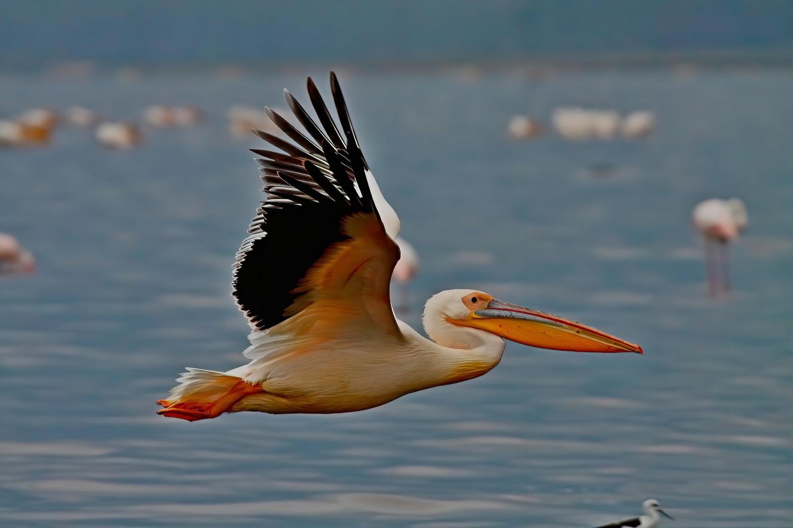 Pelican gliding low over water with wings spread wide
