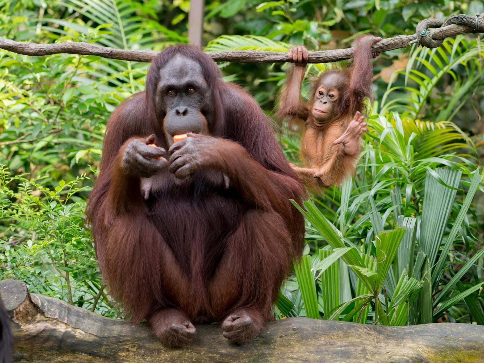 zoo — Singapore