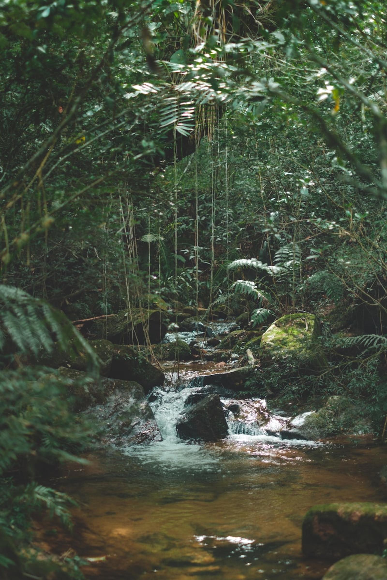 A waterfall in tropical jungle