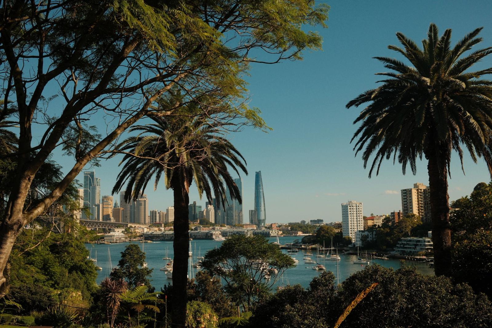 View of Sydney skyscrapers framed by palm trees and waterfront in summer