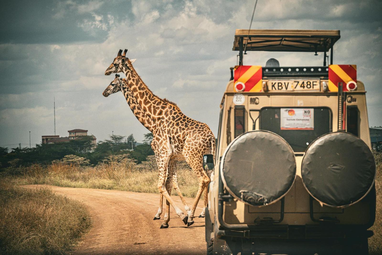 Pair of giraffes crossing a dirt track in front of a safari vehicle