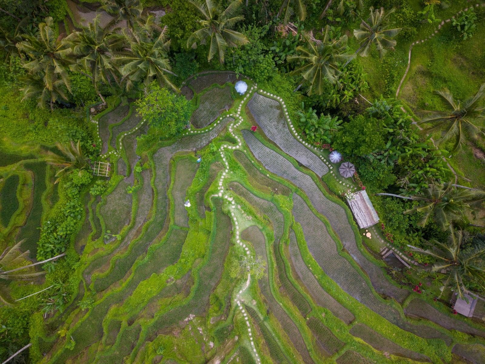 A breathtaking aerial view of lush green rice terraces in Bali, Indonesia