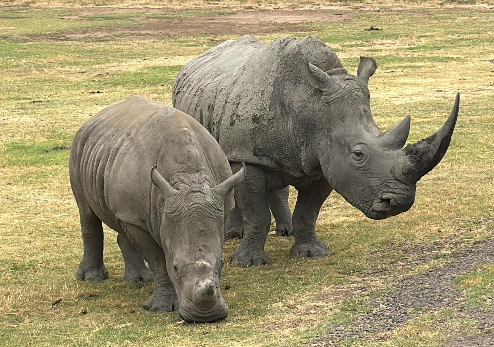 Adult and young rhino grazing together on dry grassland