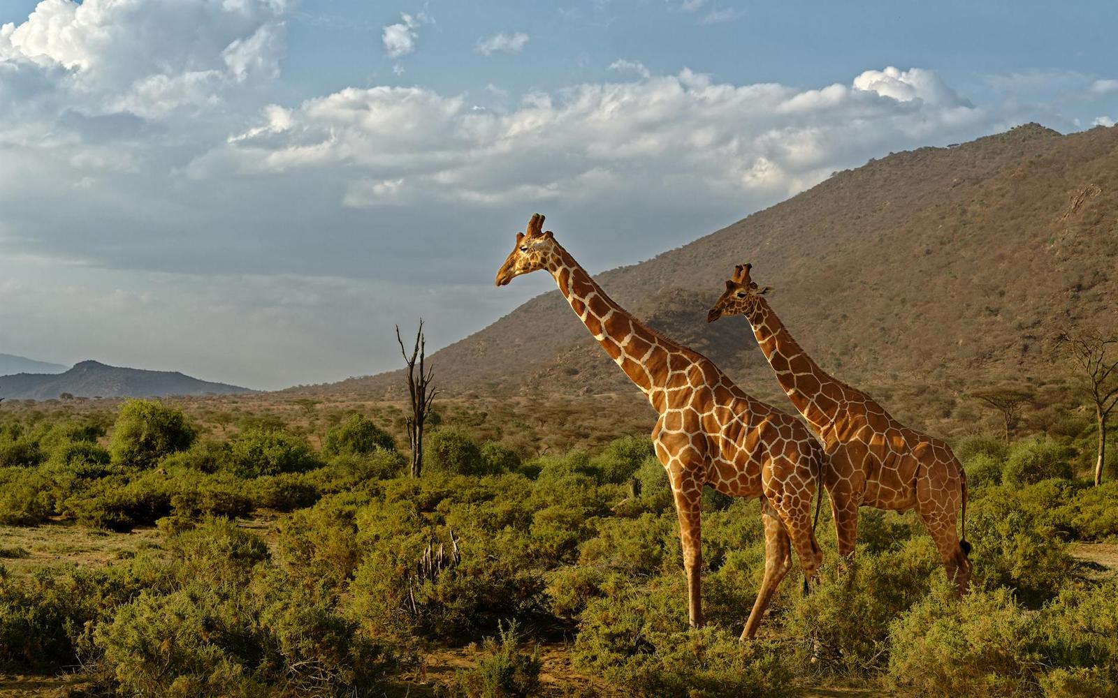 Aberdare Samburu National Reserve — Kenya