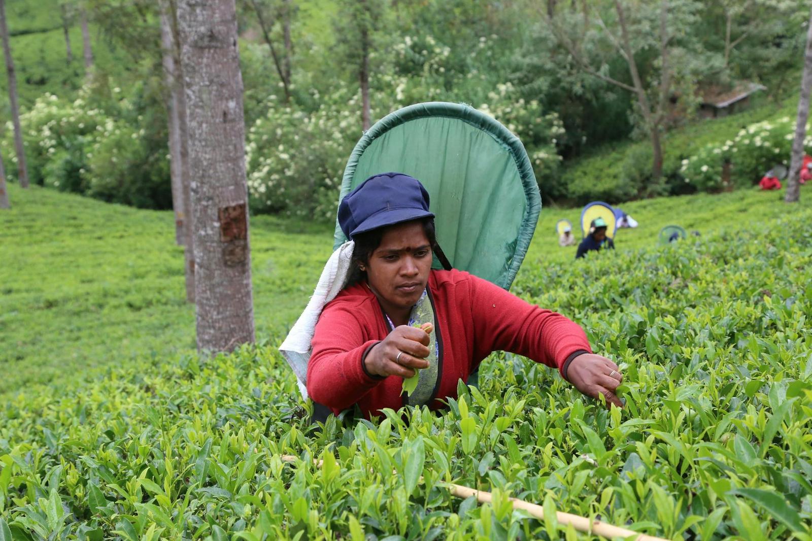 Tea Plantations Nuwara Eliya, Sri Lanka