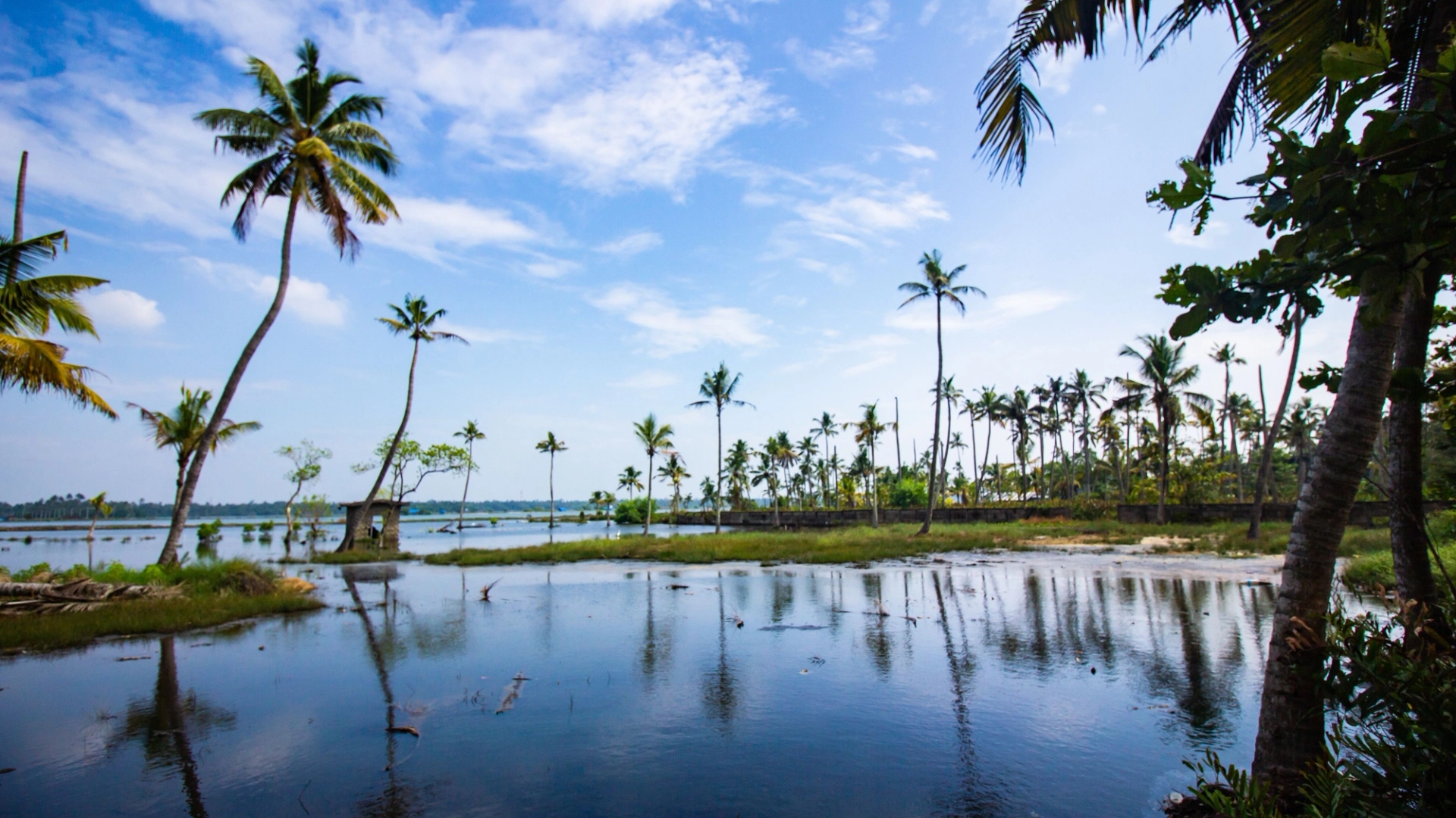 Tranquil tropical scene with palm trees by the calm water, under a vibrant blue sky